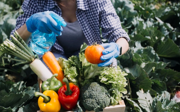 Female farmer working early on farm holding wood basket of fresh vegetables and tablet