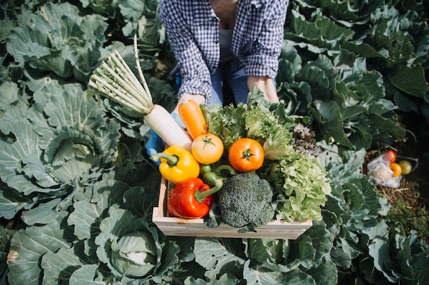 Female farmer working early on farm holding wood basket of fresh vegetables and tablet