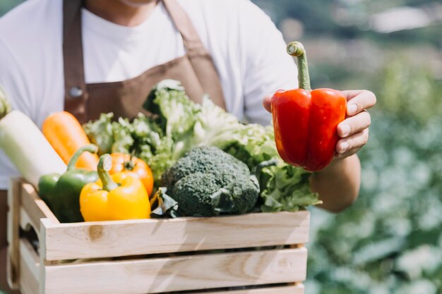 Female farmer working early on farm holding wood basket of fresh vegetables and tablet