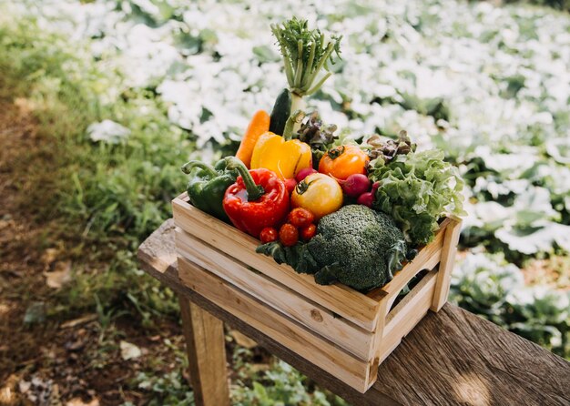 Female farmer working early on farm holding wood basket of fresh vegetables and tablet