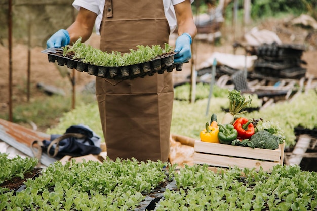 Female farmer working early on farm holding wood basket of fresh vegetables and tablet