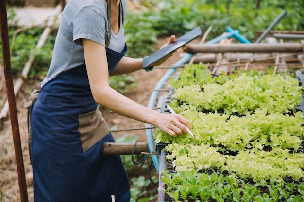 Female farmer working early on farm holding wood basket of fresh vegetables and tablet