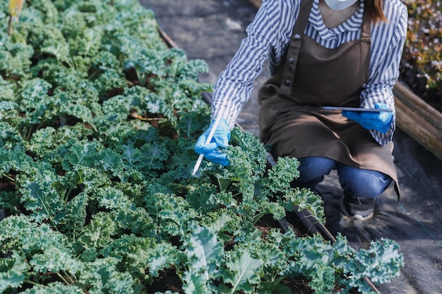 Female farmer working early on farm holding wood basket of fresh vegetables and tabletx9