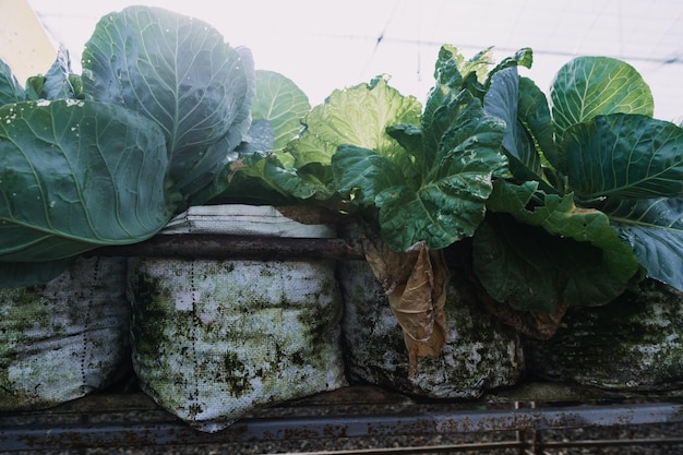 Female farmer working early on farm holding wood basket of fresh vegetables and tabletx9