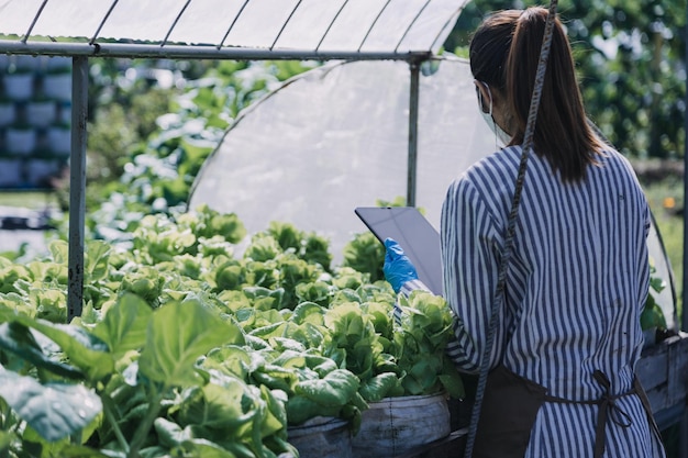 신선한 야채와 tabletx9의 나무 바구니를 들고 농장에서 일찍 일하는 여성 농부