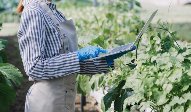 Female farmer working early on farm holding wood basket of fresh vegetables and tabletx9xA