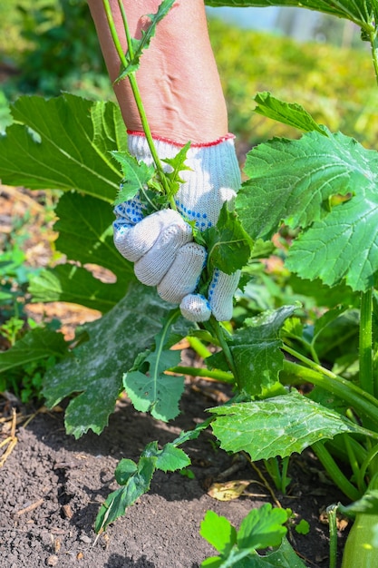 Female farmer working in the garden. A woman pulls out weeds in an organic garden. Hands close-up.