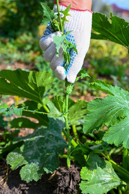 庭で働く女性農家。有機栽培の庭で女性が雑草を刈り取ります。手。