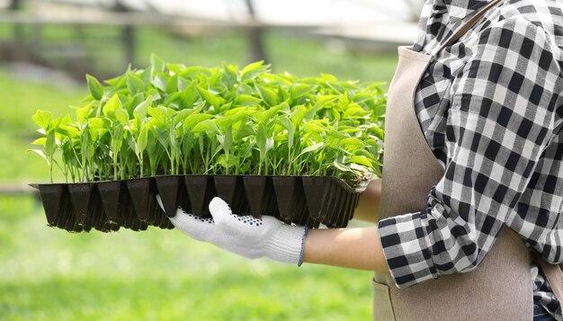 Female farmer working in large greenhouse