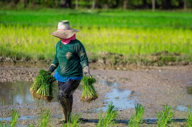 Female farmer working at rice paddy
