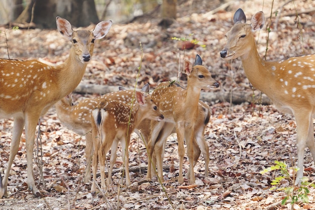 Female and fawn sika deer