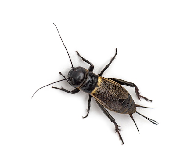 Female field cricket isolated on white