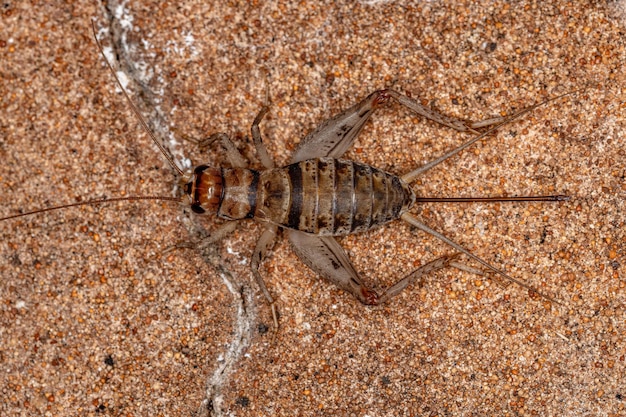 Photo female field cricket