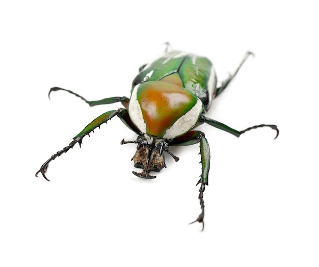 Female Flamboyant Flower Beetle or Striped Love Beetle, Eudicella gralli hubini, against white background