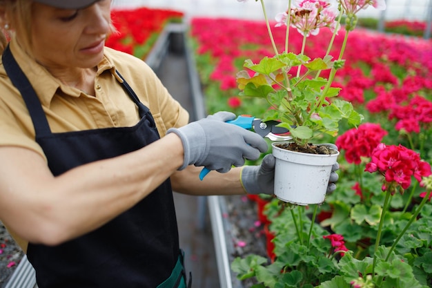 女性の花屋は庭の剪定ばさみで花を切る