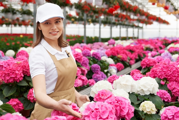 温室の鉢にアジサイを調べる女性の花屋