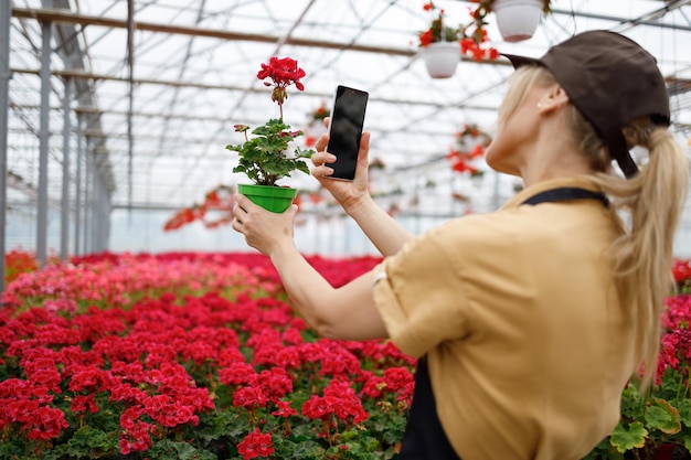 Female florist in a greenhouse dressed in uniform photographs a flower on a smartphone