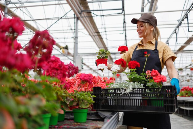 温室の女性の花屋は箱に花の鉢を置きます