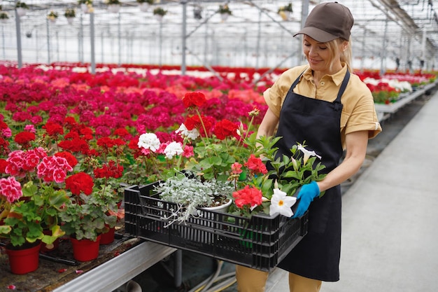 女性の花屋は箱に鉢と花を積み重ねるエプロンの女性は温室で花を選ぶ