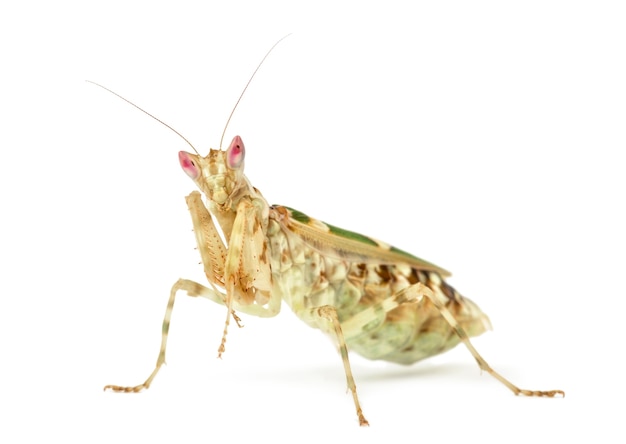 Female flower mantis - Creobroter gemmatus, isolated on white