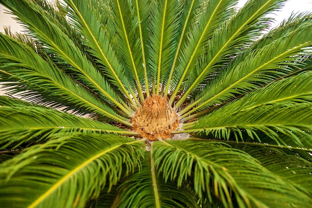 Женские цветы пальмы саго с большими зелеными листьями и незаметным цветком, вид сбоку.