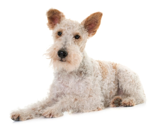 female fox terrier