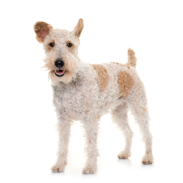 female fox terrier