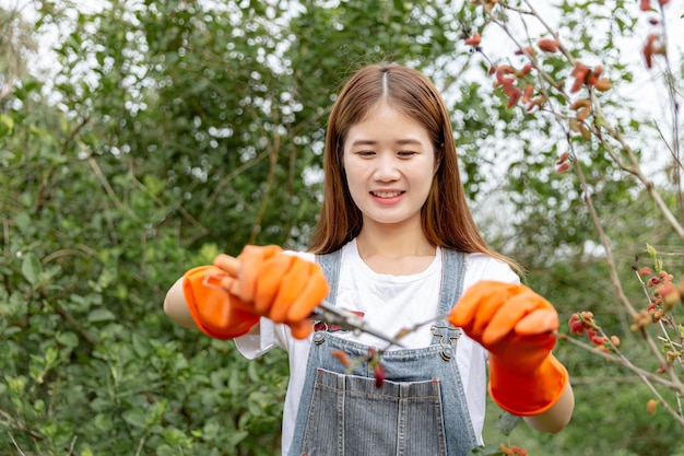 女性の庭師は、木の全体の形を形作るために、グリーンキーパーによって剪定はさみで切り取られる桑の木の枝を概念化します。