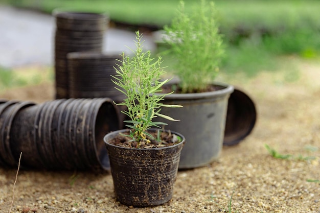 Female gardener concept two green herbs in the black plastic pot