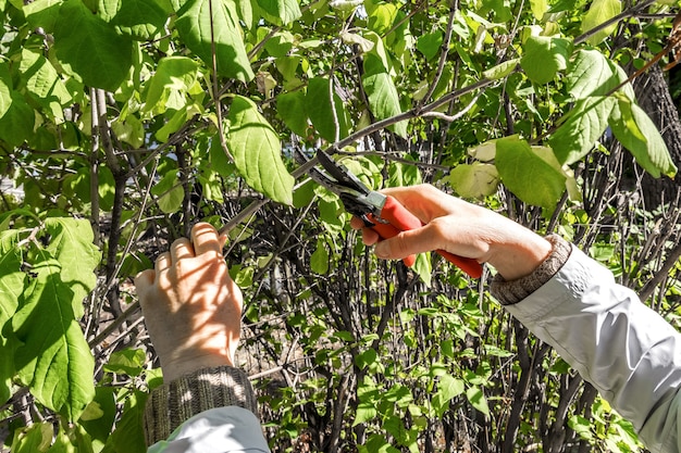 Садовница срезает старые ветви декоративного куста Осенняя работа в саду