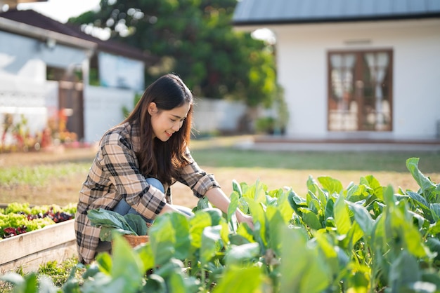 女性庭師が自宅の野菜園で有機中国ケールを切り取り収穫する