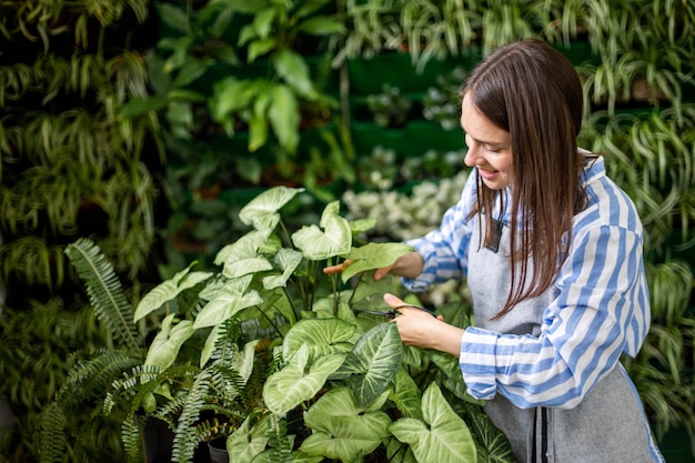 온실 수직 녹지에서 작업하는 가위를 사용하는 신고니움의 잎을 자르는 여성 정원사