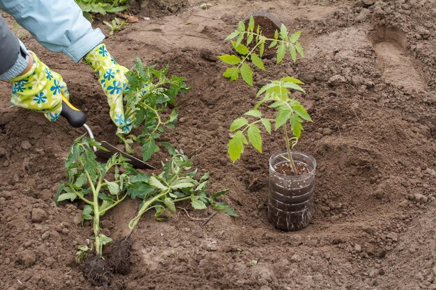 Female gardener in gloves planting tomato seedling in the soil of the garden using shovel