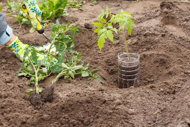 Female gardener in gloves planting tomato seedlings in soil of the garden using a shovel