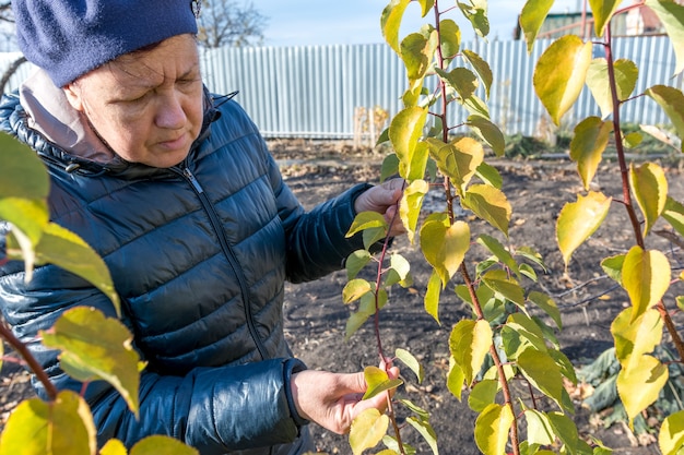 A female gardener inspects a damaged branch of an apple tree Seasonal work in the garden