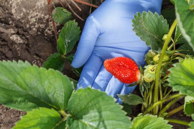 Female gardener is holding ripe strawberry in hand dressed in blue latex glove. ripe and unripe strawberries growing on the bush in the garden