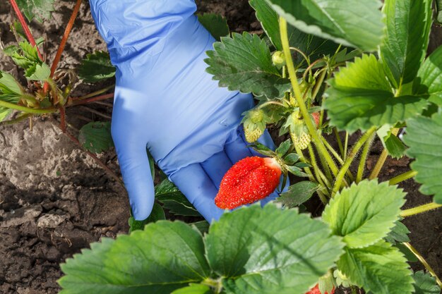 Female gardener is holding strawberries in hand dressed in blue latex glove. Ripe and unripe strawberries growing on the bush in the garden