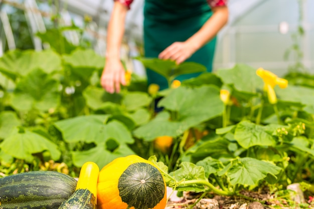 Female gardener in market garden or nursery