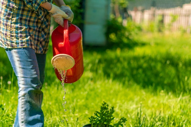 Женщина-садовник поливает траву с помощью дождевателя или лейки на летних фермах.
