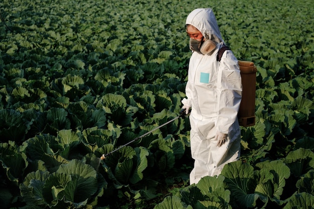 Female gardener in a protective suit and mask spray insecticide\
and chemistry on huge cabbage vegetable plant