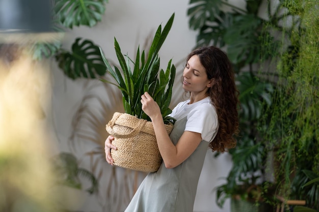Female gardener taking care about snake plant while working in home garden
