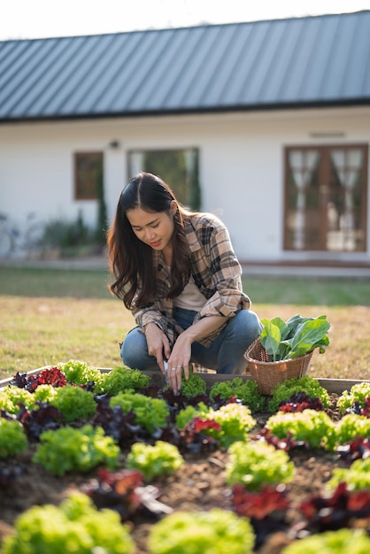 Foto il giardiniere femminile usa il coltello per tagliare la lattuga biologica e il cavolo cinese nell'orto di casa