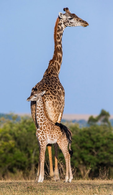 Female giraffe with a baby in the savannah