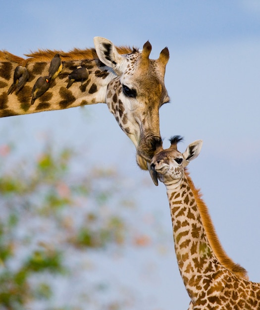 Female giraffe with a baby in the savannah.