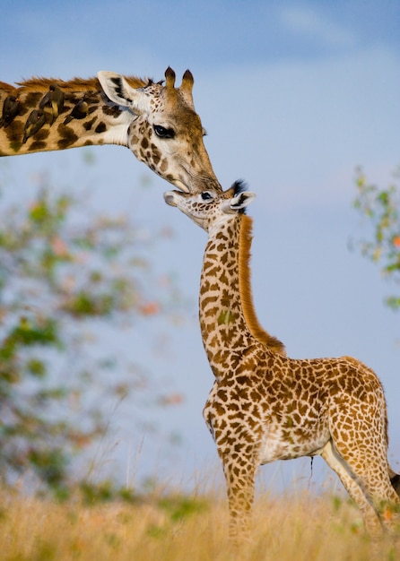 Female giraffe with a baby in the savannah.