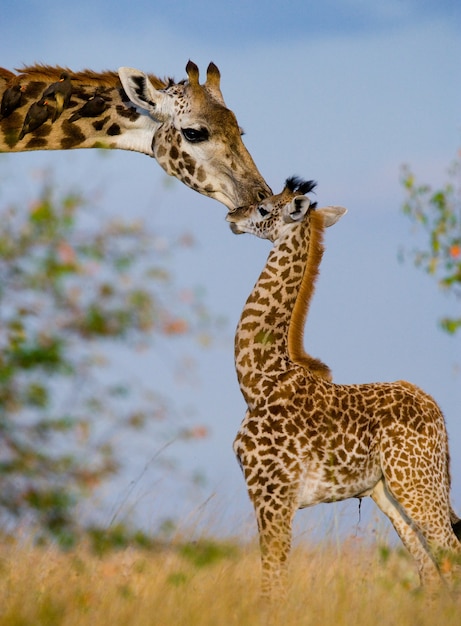 Female giraffe with a baby in the savannah.