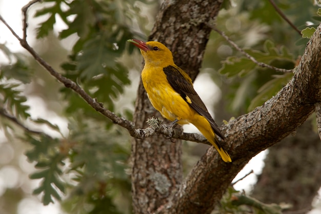 ゴールデンオリオール、歌鳥bird、Oriolus oriolusの女性