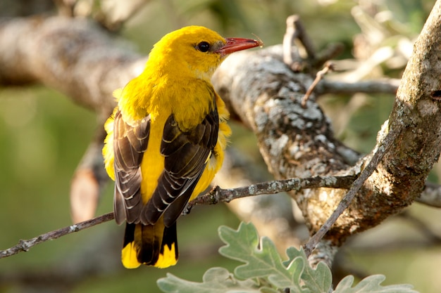 Female of  Golden oriole, song birdsm bird, Oriolus oriolus