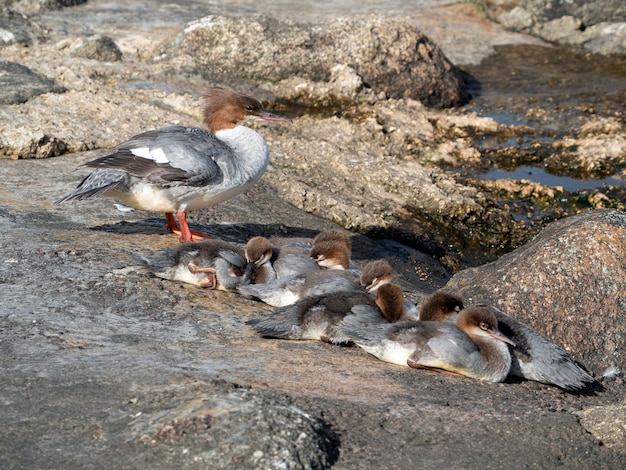 어린 병아리와 암컷 goosander (Mergus merganser)는 화창한 여름 날에 강가에서 바위에 따뜻해집니다.