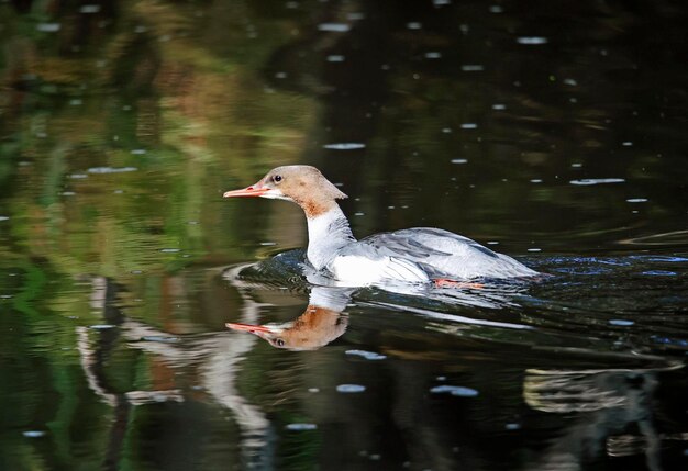 Female goosander swimming on the river